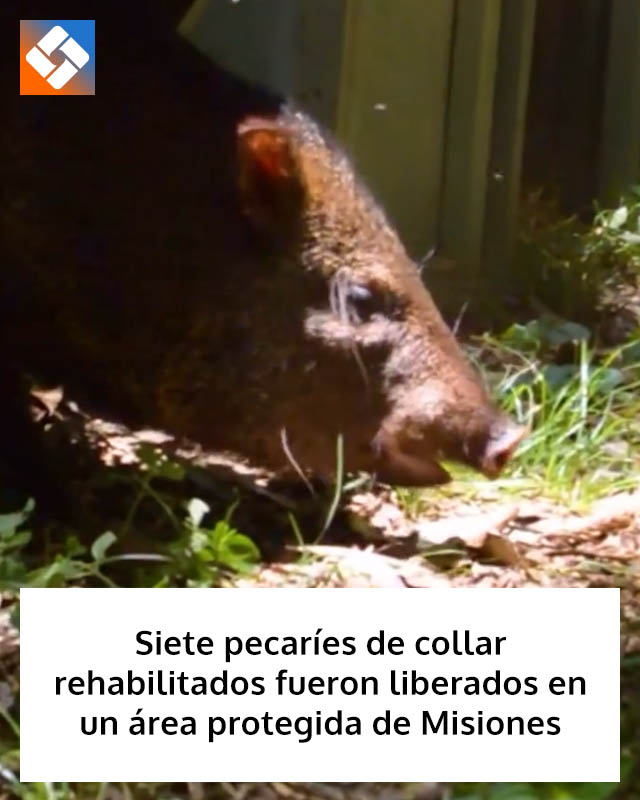 Siete pecaríes de collar rehabilitados fueron liberados en un área protegida de Misiones