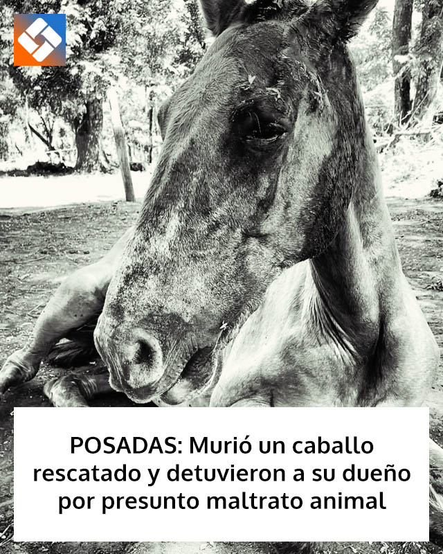POSADAS: Murió un caballo rescatado y detuvieron a su dueño por presunto maltrato animal