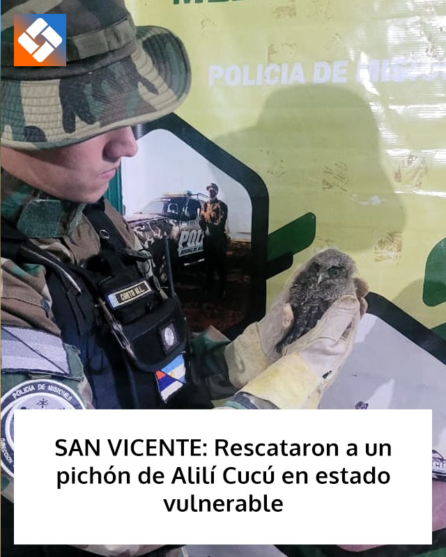 SAN VICENTE: Rescataron a un pichón de Alilí Cucú en estado vulnerable