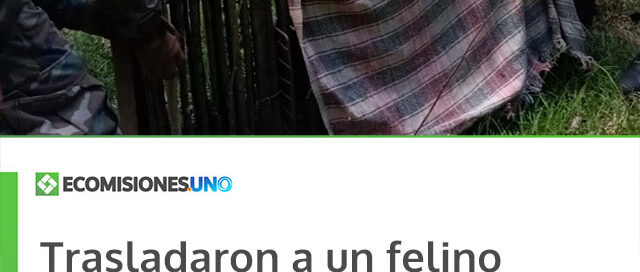 Trasladaron a un felino margay para proteger a la población y garantizar su conservación